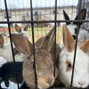 Rex Cross Rabbits