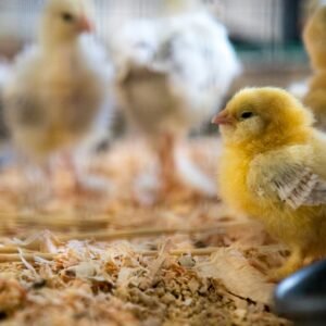 Livestock