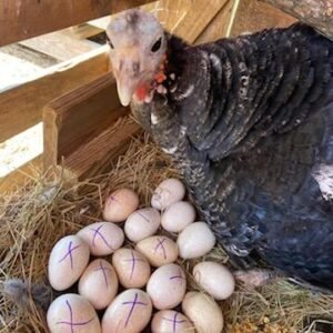 Turkey Eggs