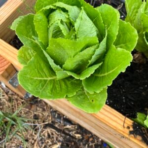 Romaine Lettuce