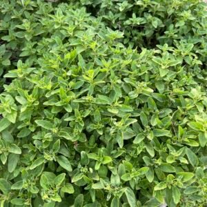 Oregano