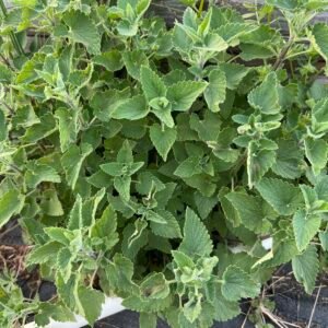 Catnip