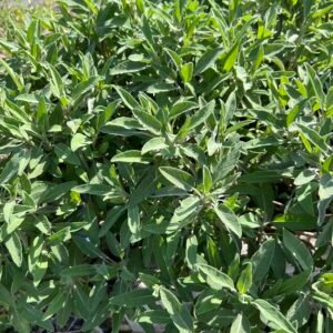 Fresh Sage
