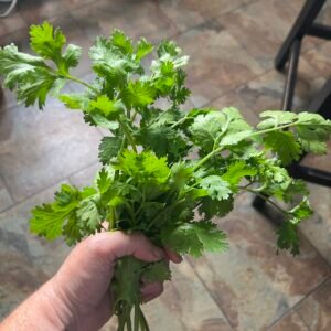 Cilantro