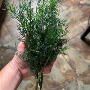 Dill