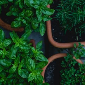 Herbs