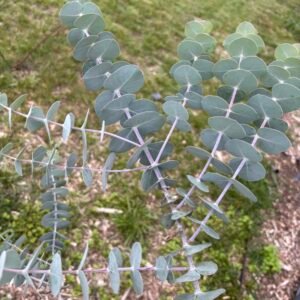Eucalyptus