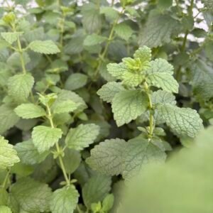 Lemon Balm