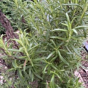 Rosemary