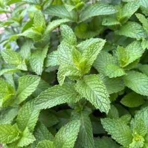 Spearmint