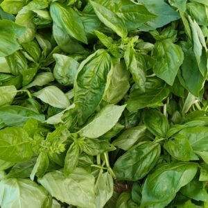 Sweet Basil