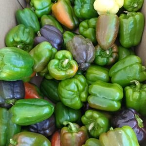 Sweet Bell Peppers