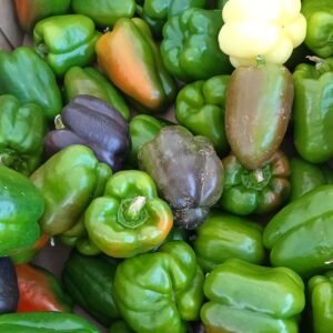 Image of peppers from Old Hwy 20 Farm