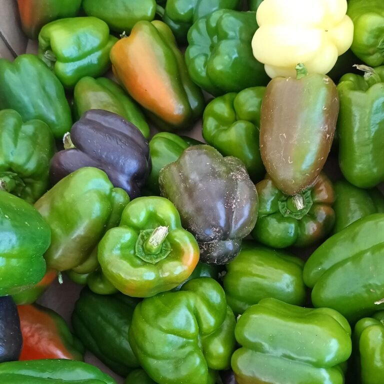 Image of peppers from Old Hwy 20 Farm