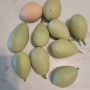 Kars Egg Squash