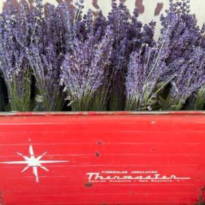 Bundles of locally grown and dried lavender